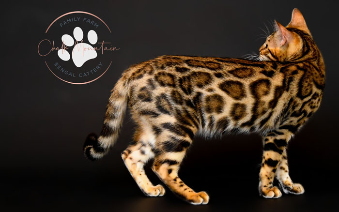 bengal kittens for sale